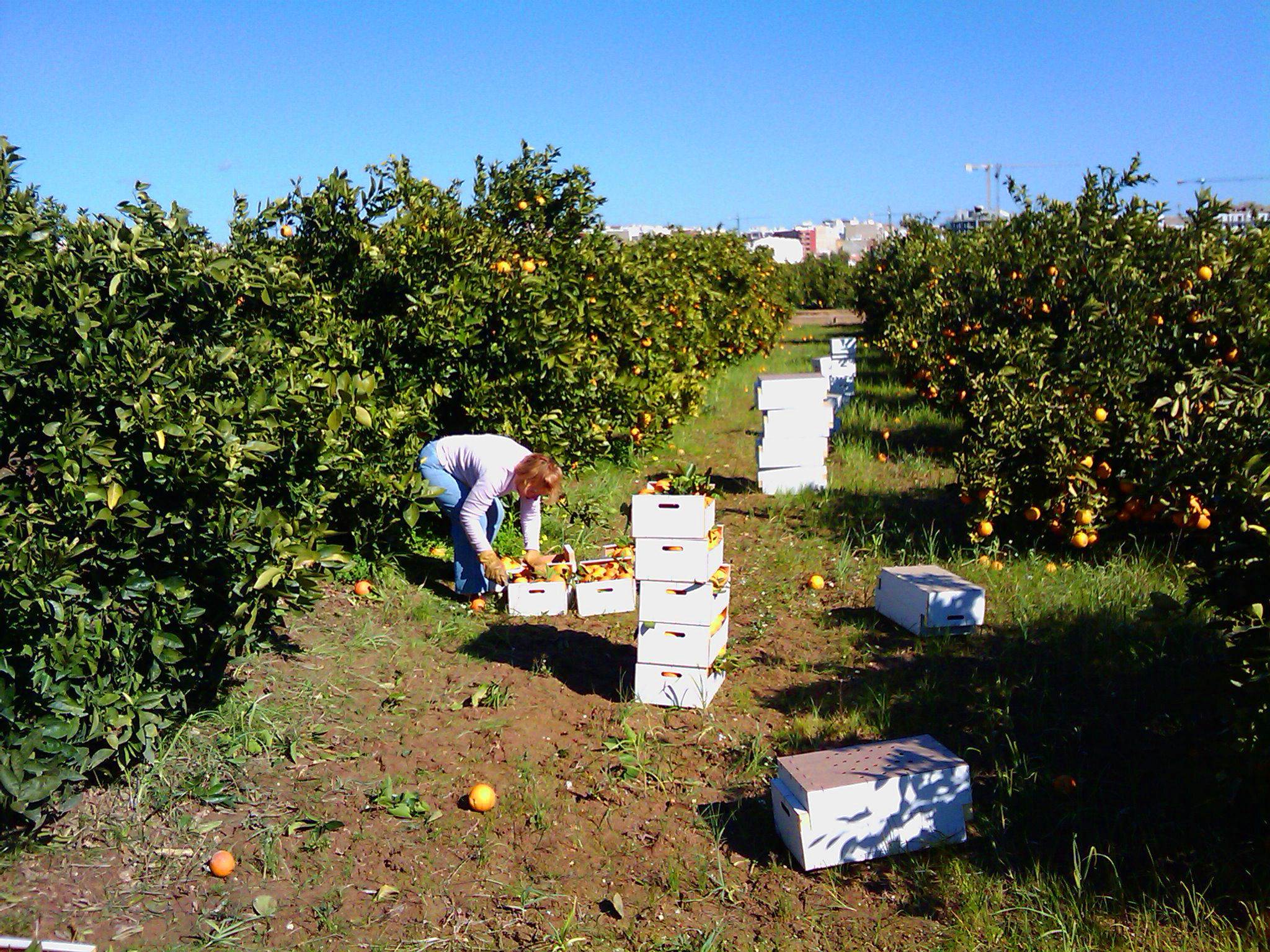 Agricultor en el campo